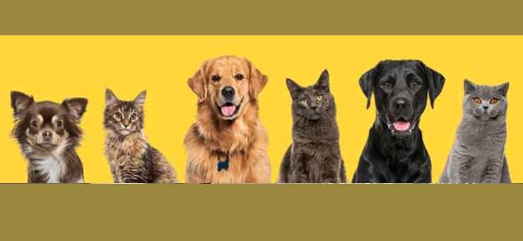 Pets Banner