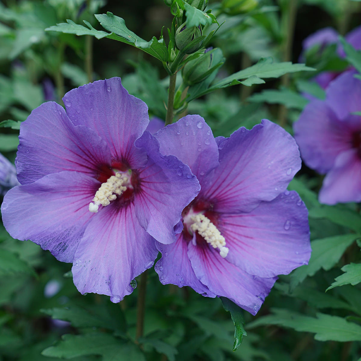 Violet Hibiscus Plant