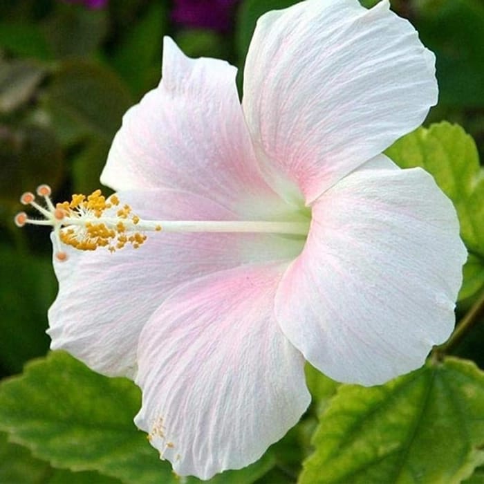 White Hibiscus with Light Pink Shade
