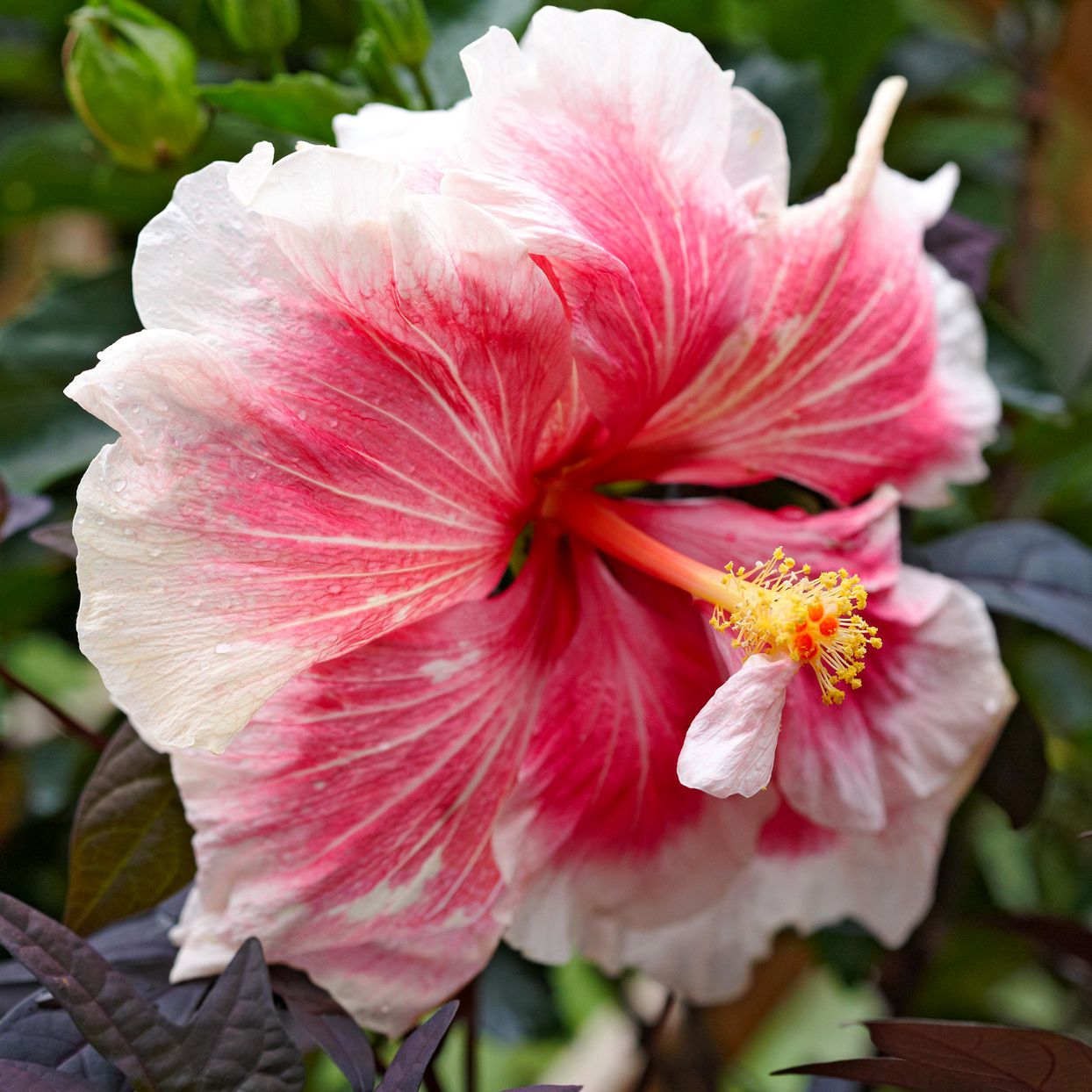 White Hibiscus with Red Shade