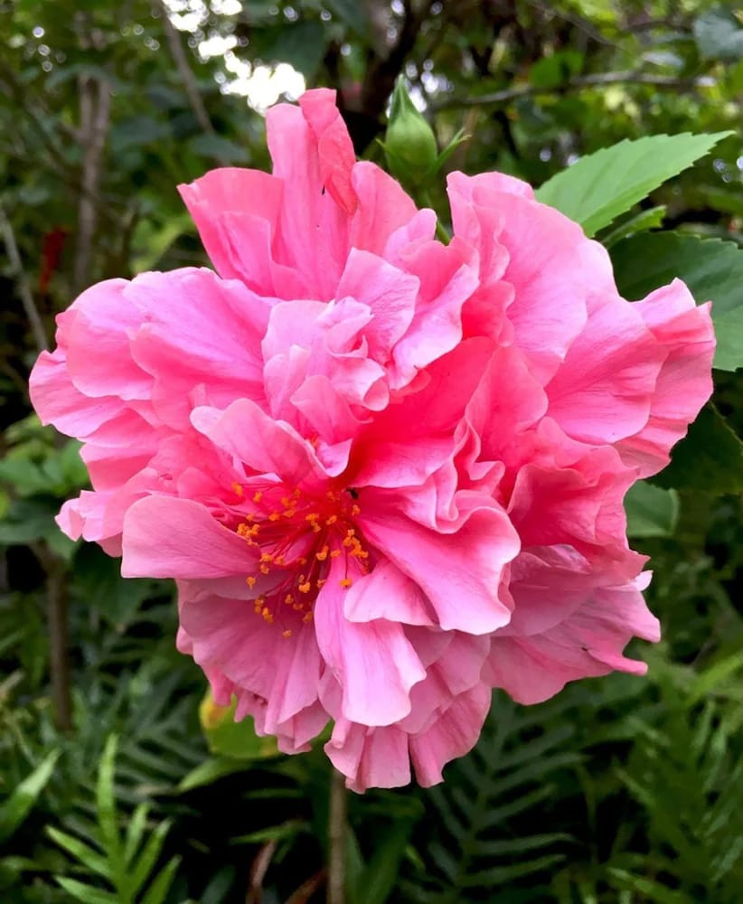 Pink Double-Layered Hibiscus