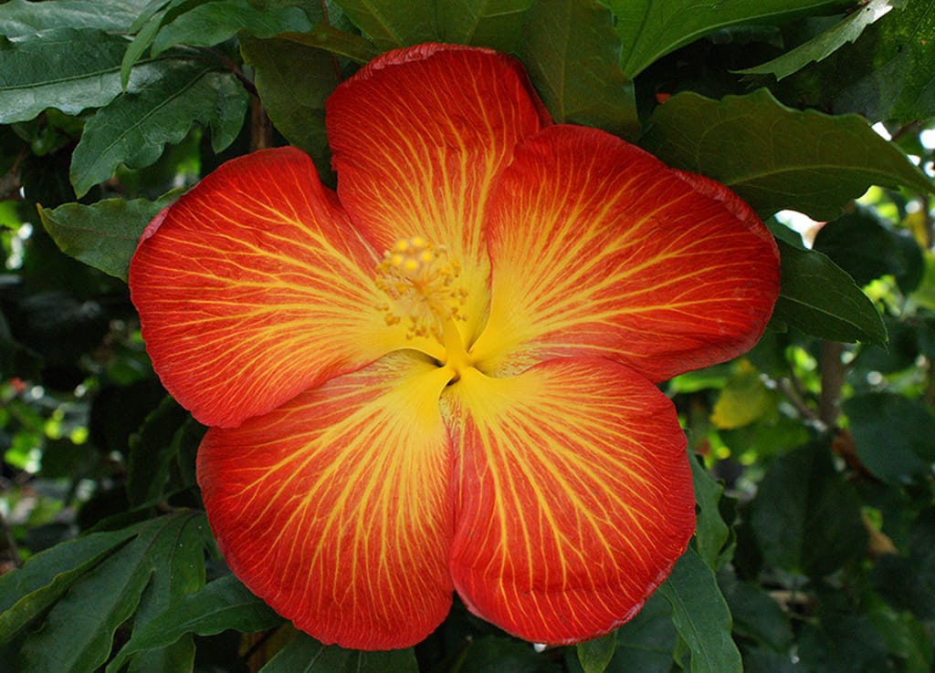 Tropical Hibiscus Hybrids