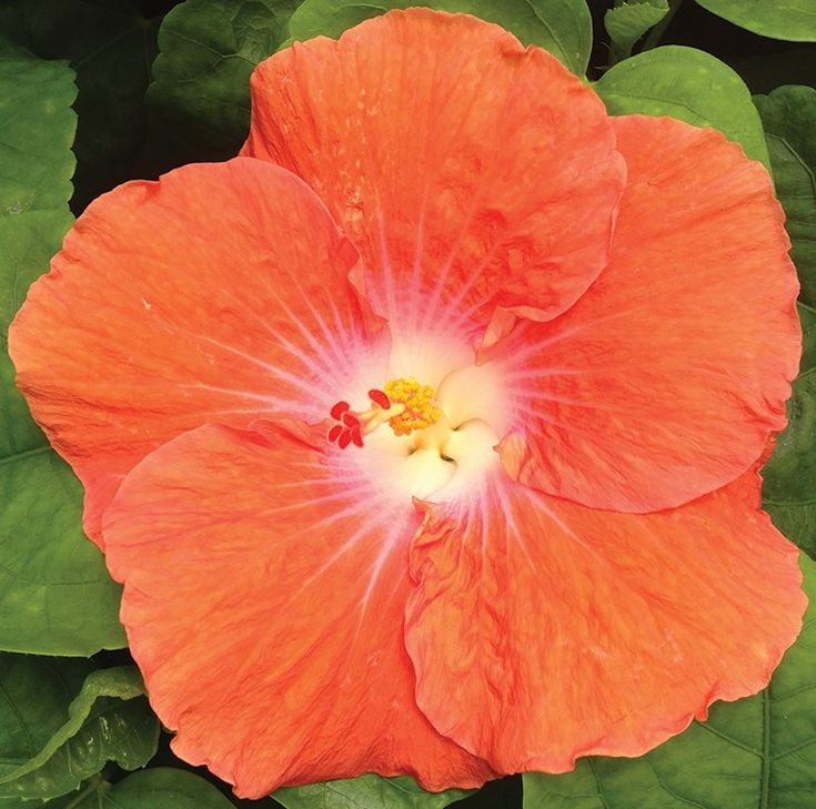 Hibiscus Orange Cappuccino