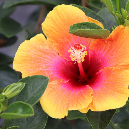 Yellow Hibiscus Flowers