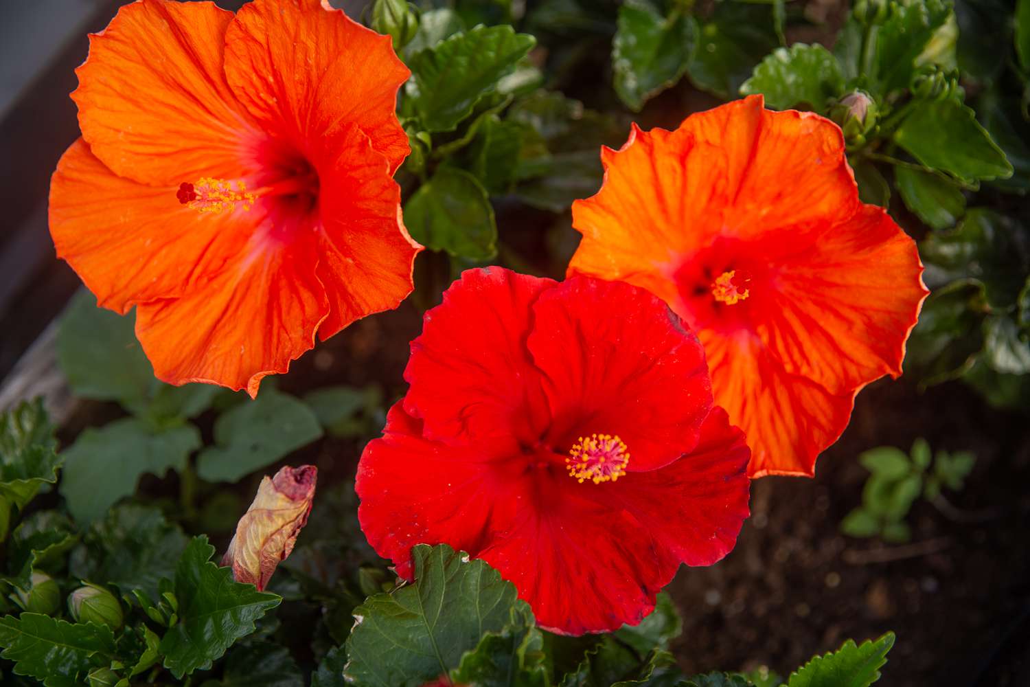 Orange Sunset Wind Hibiscus