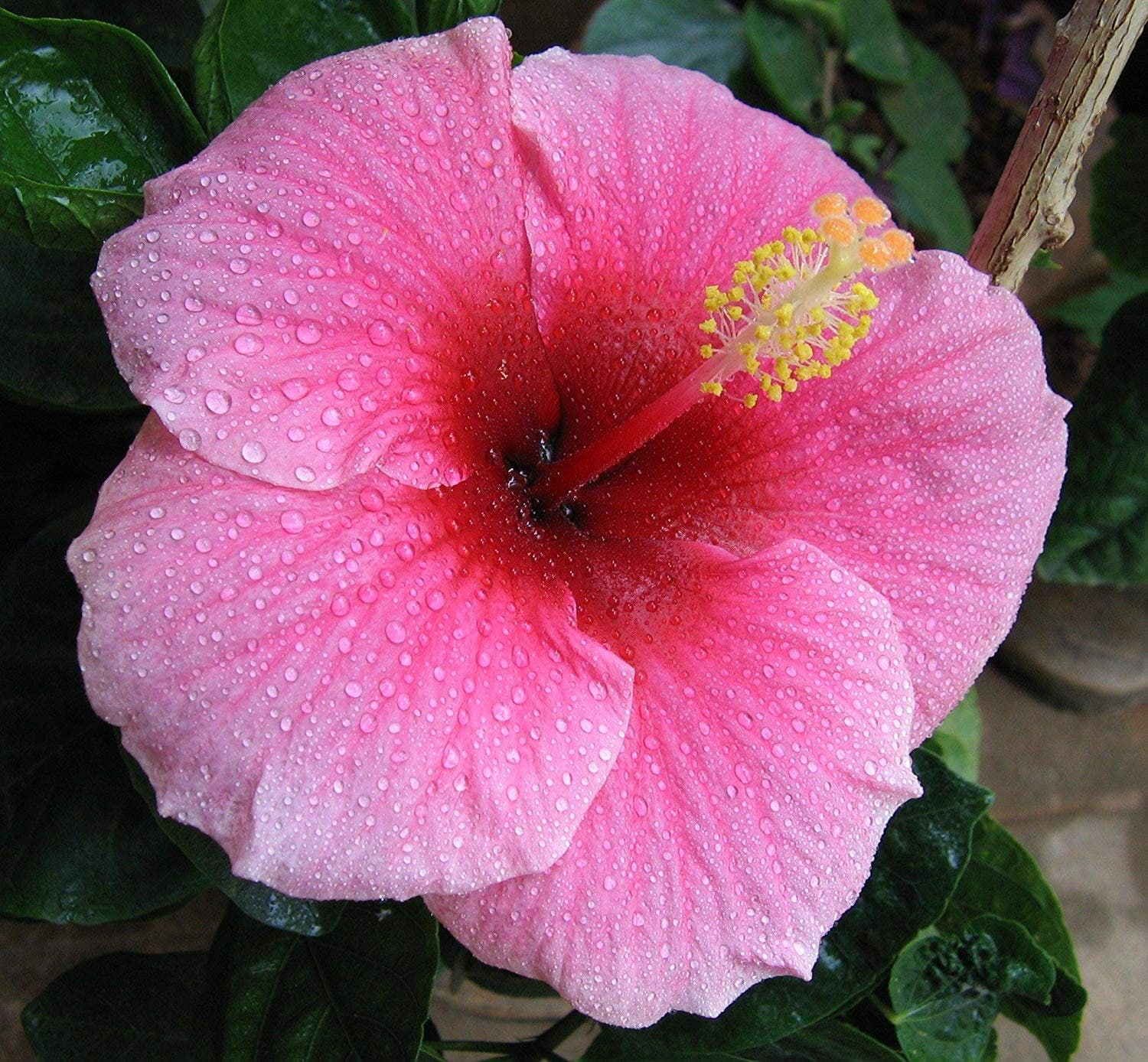 Australian Pink Hibiscus Plant