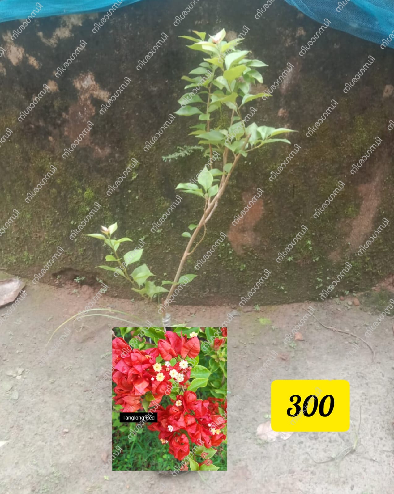Tanglong Red Bougainvillea Plant