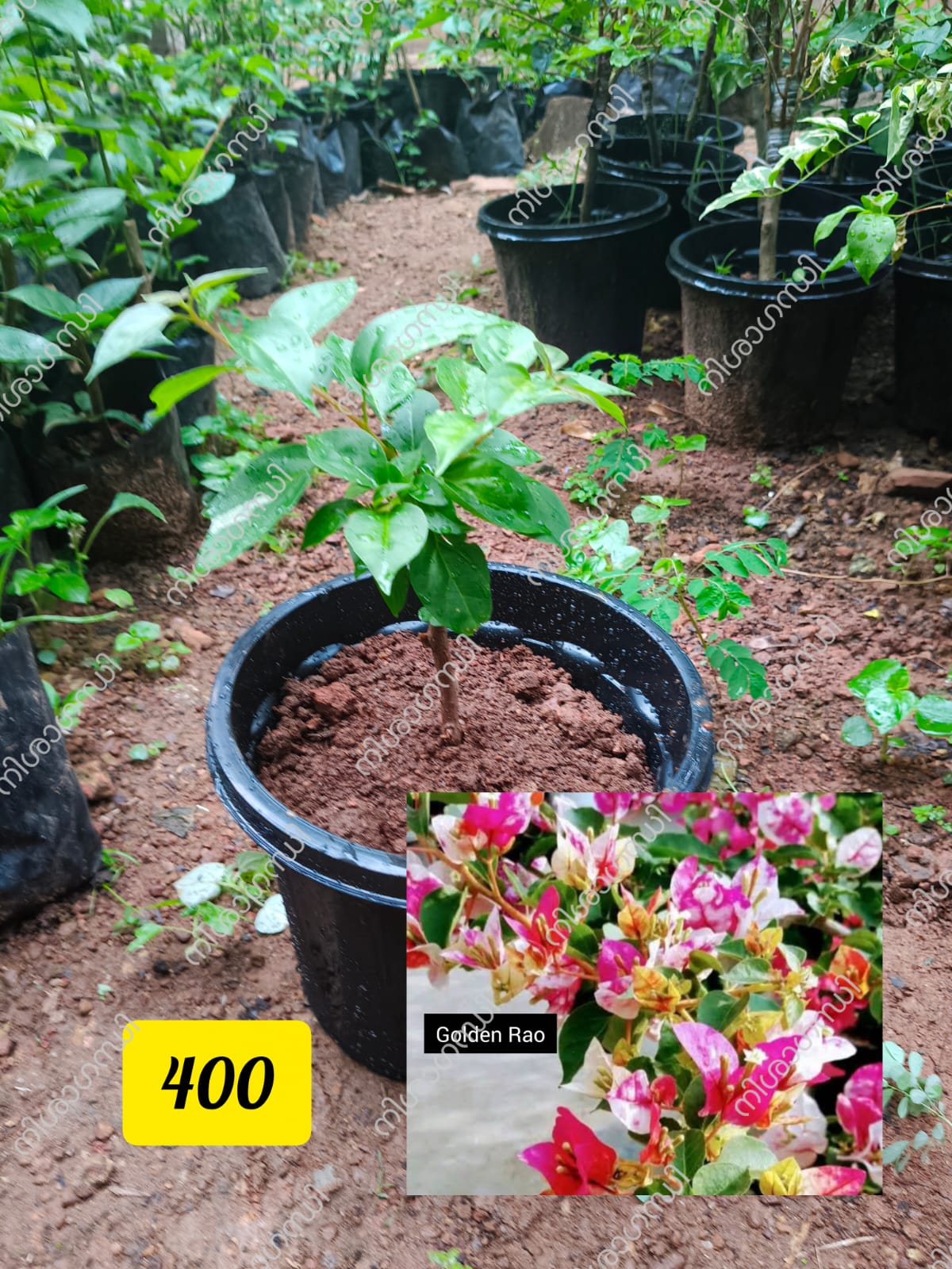 Golden Rao Bougainvillea Plant