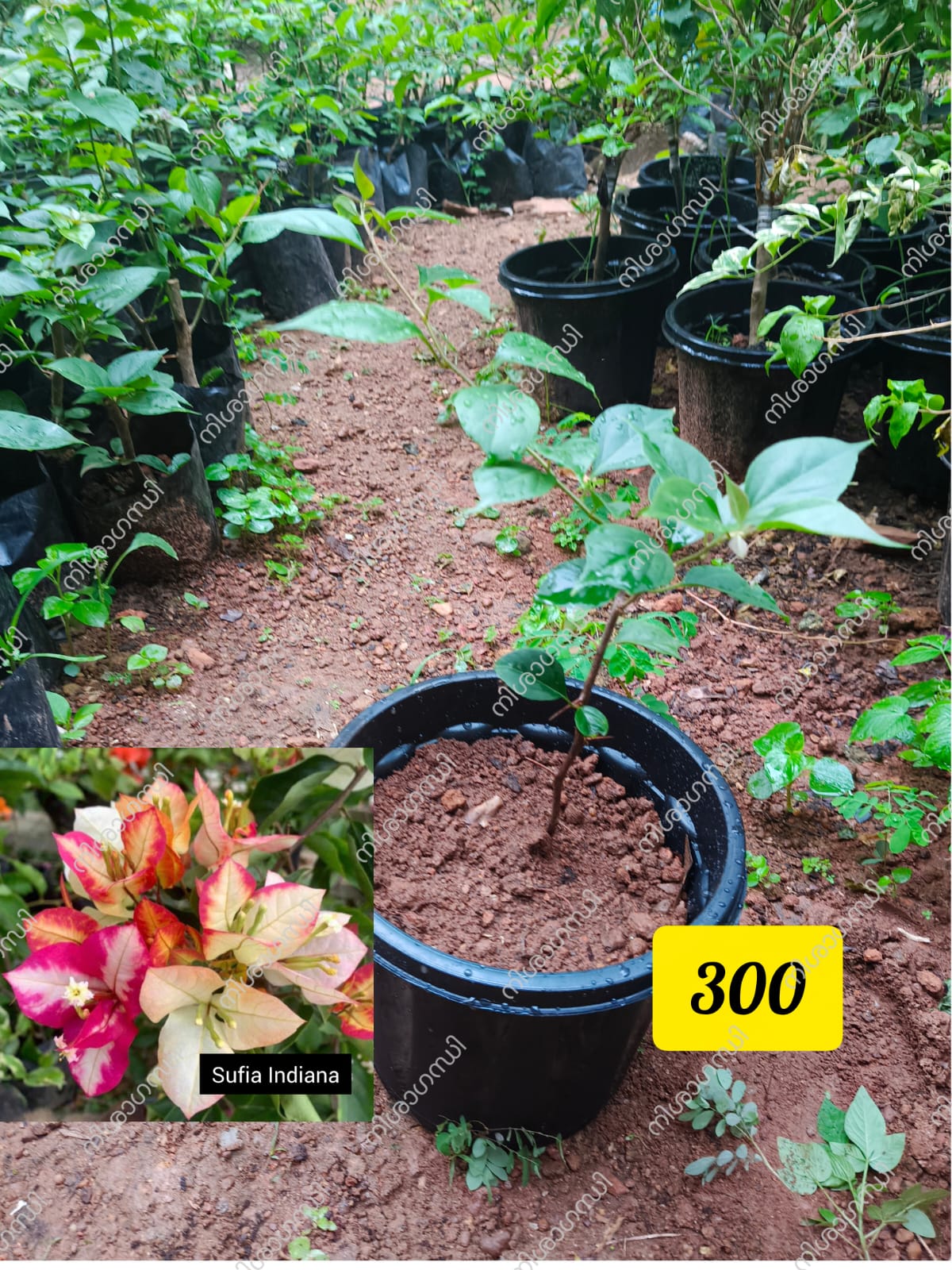 Sufia Indiana Bougainvillea Plant