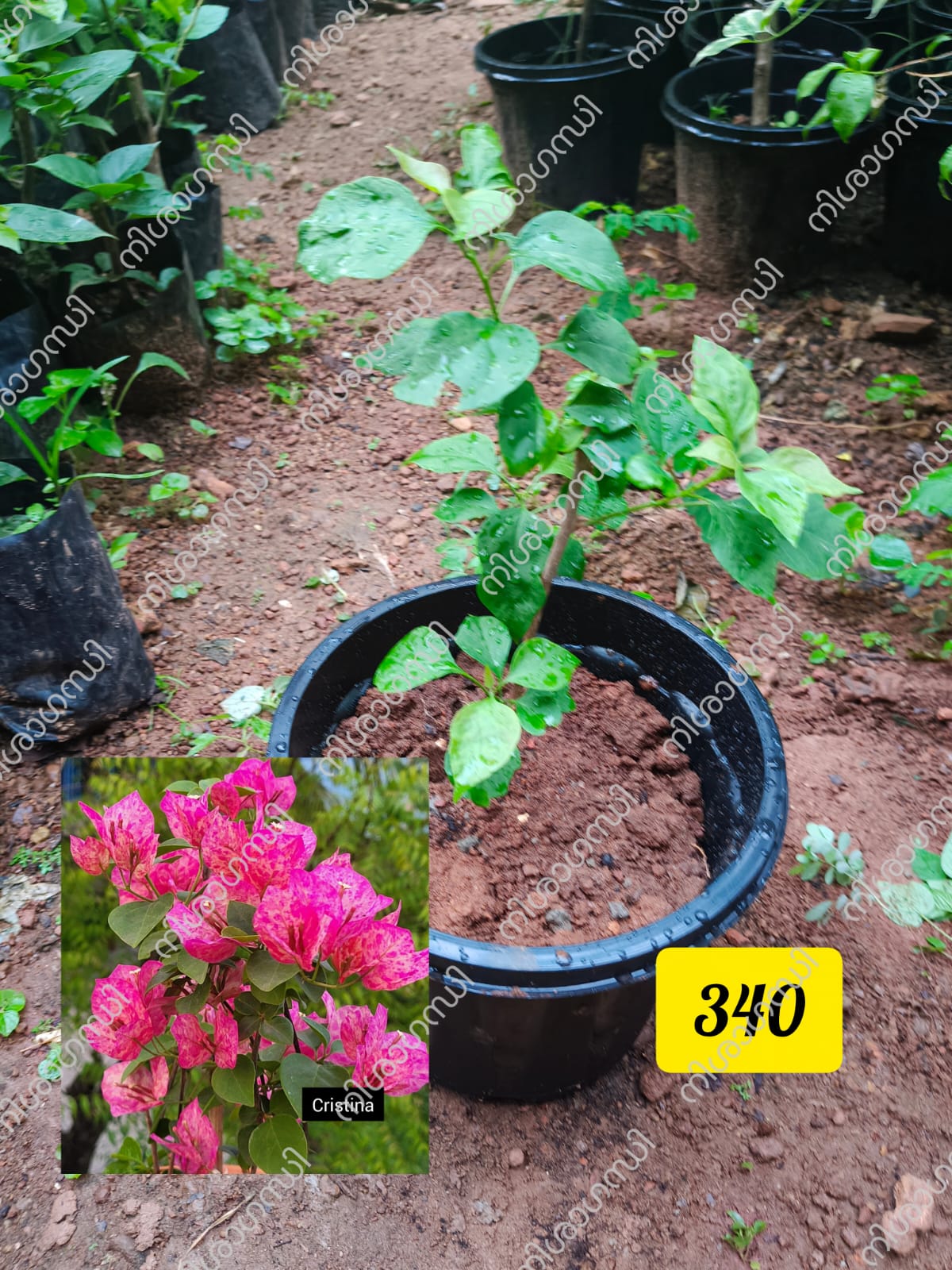 Cristina Bougainvillea Plant