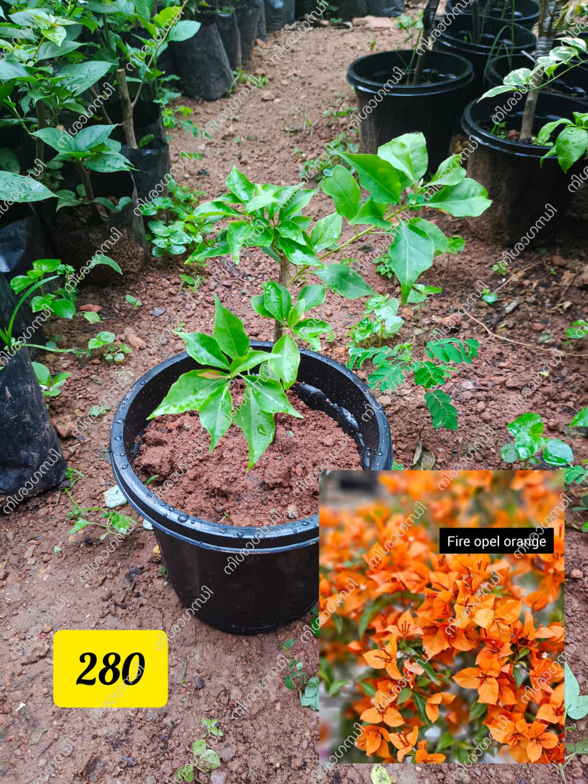 Fire Opal Bougainvillea Plant