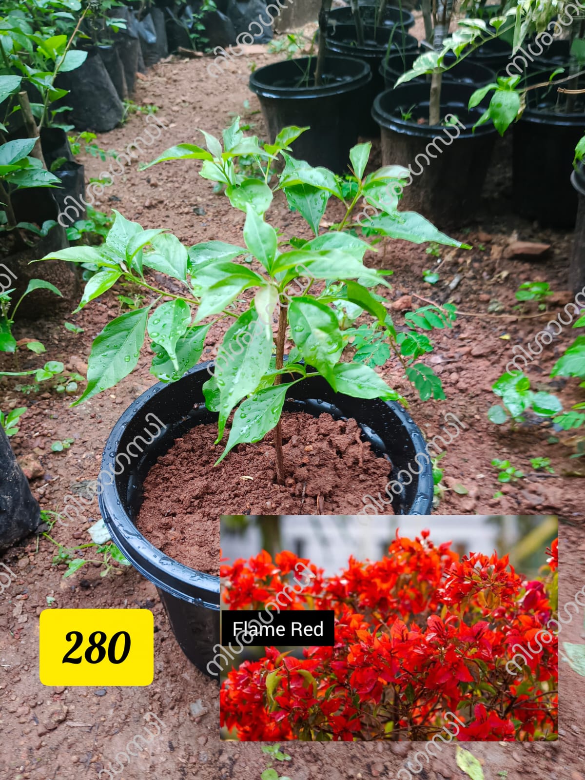 Flame Red Bougainvillea Plant