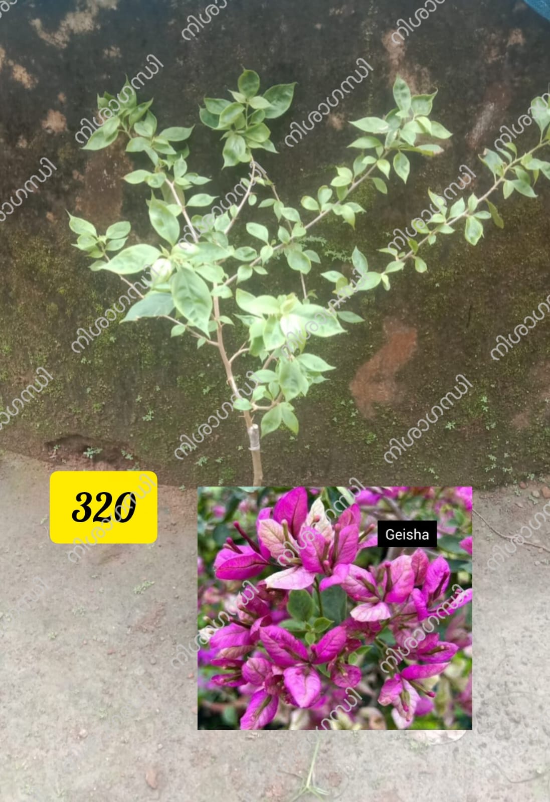 Geisha Bougainvillea Plant