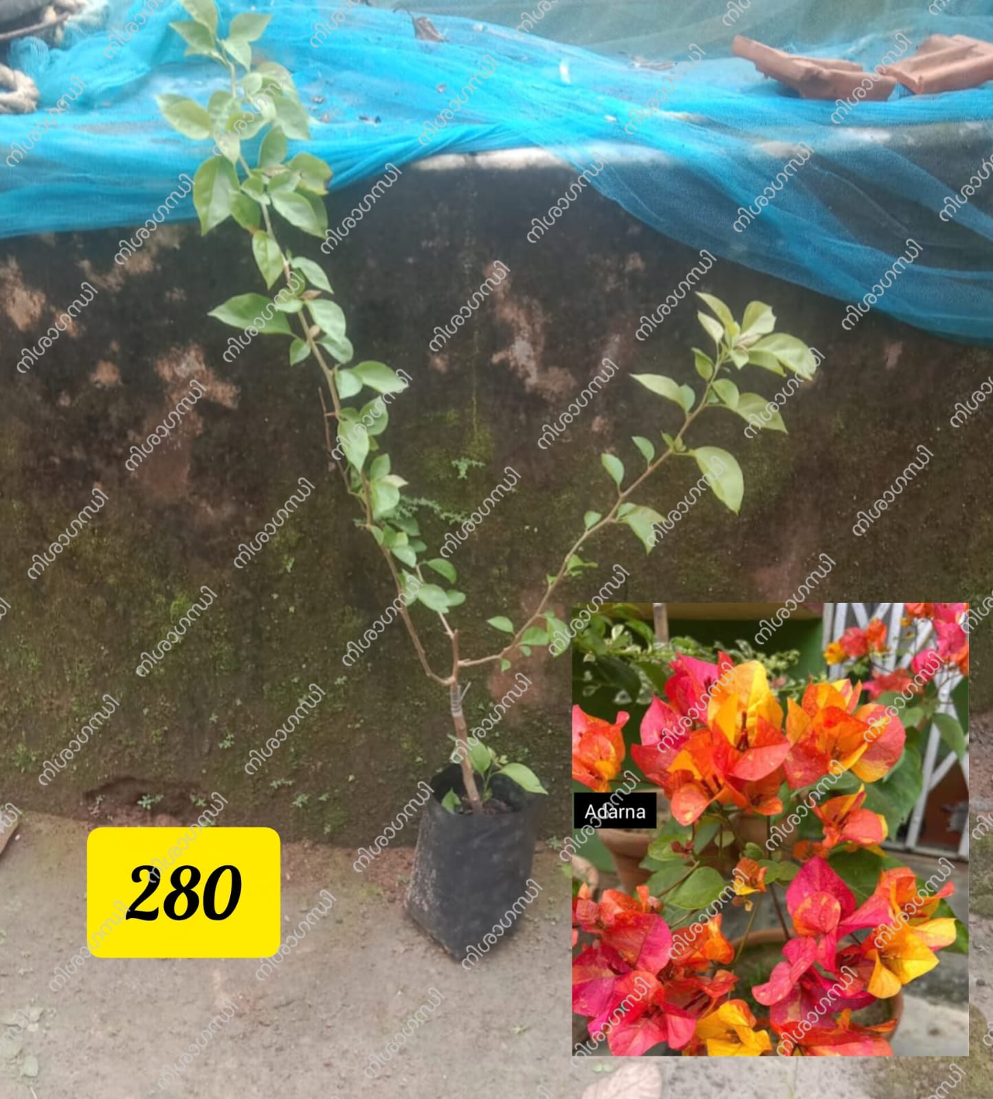 Adarna Bougainvillea Plant