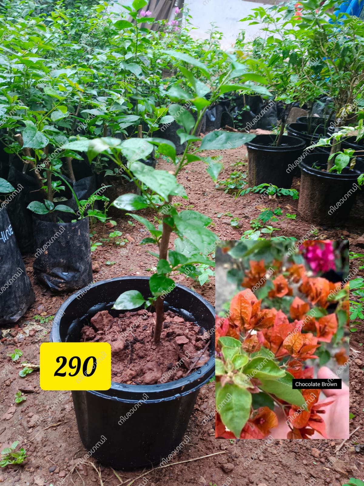 Chocolate Brown Bougainvillea Plant