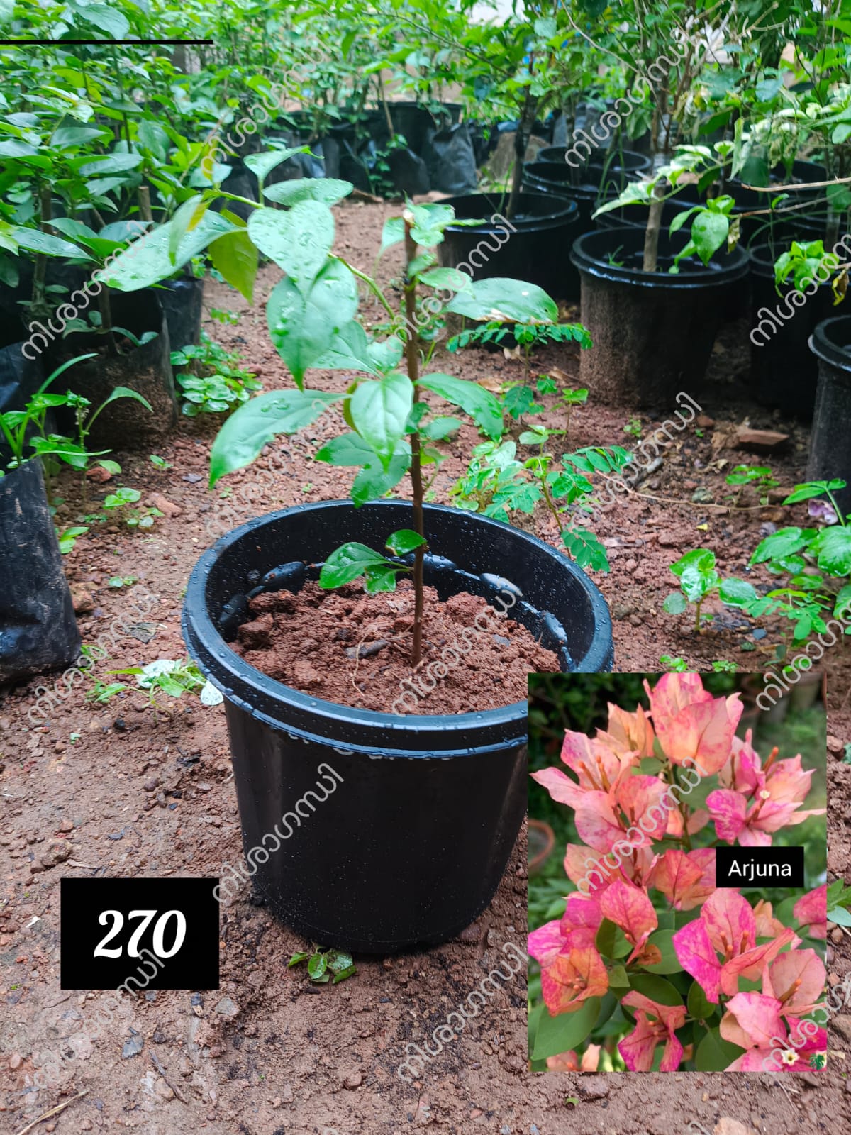 Original & Authentic Arjuna Plant