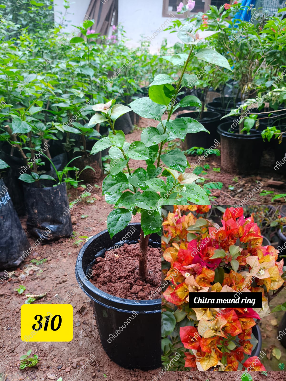 Chitra Variety Bougainvillea Plant