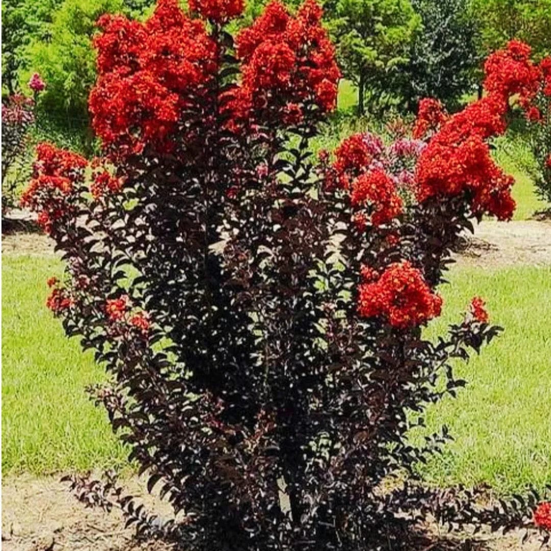 Lagerstroemia Red - Crape Myrtle Black Diamond
