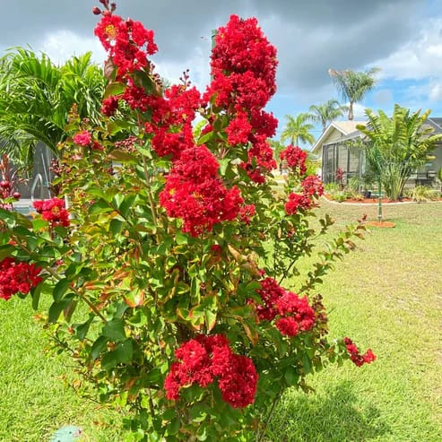 Red Colour Furush - Lagerstroemia Flower Plant