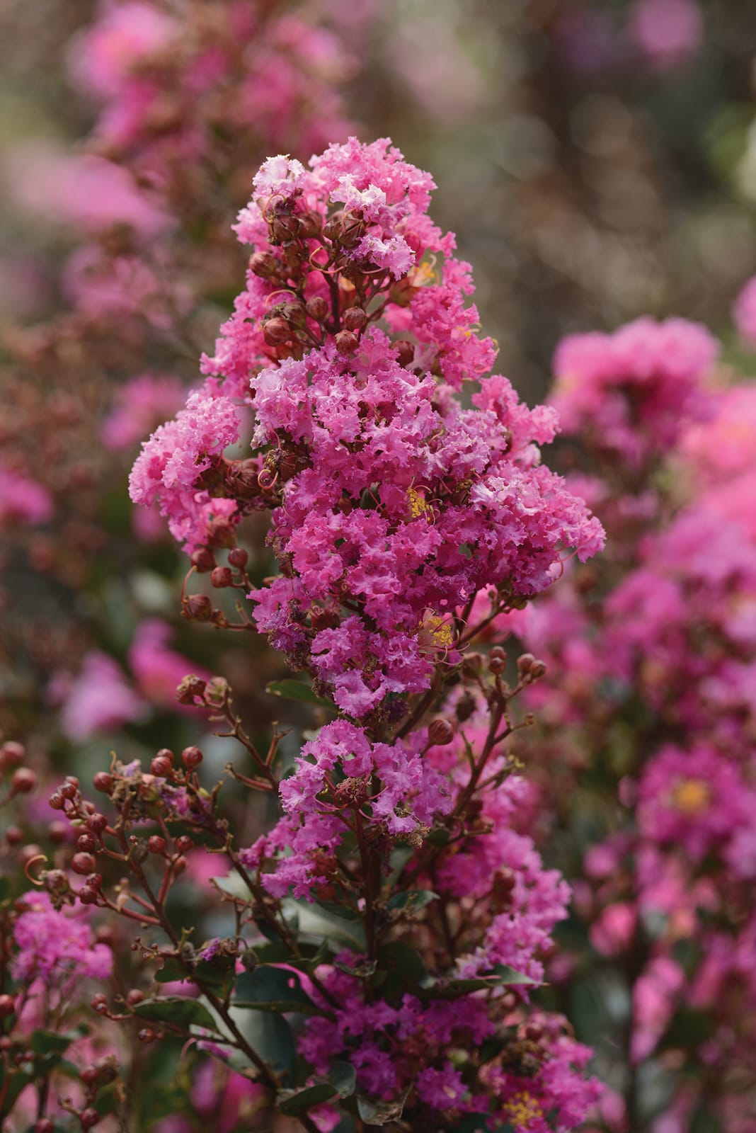 Lagerstroemia Enduring Lavender - Hybrid Plant