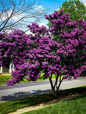 Crape Myrtle (Lagerstroemia) Urush Flower Plant - Purple