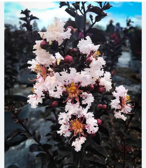 Lunar Black Diamond Crape Myrtle - White