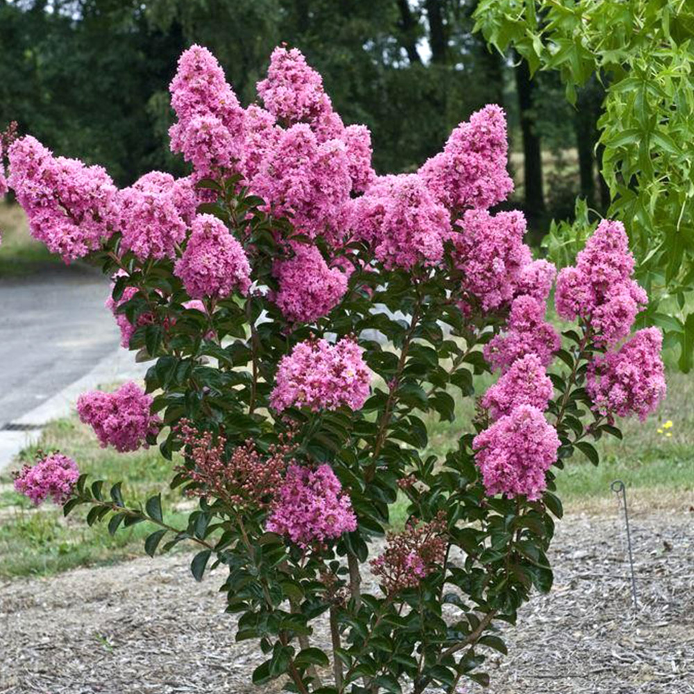 Green Horizon Authentic Pink Colour - Furush Lagerstroemia Indica