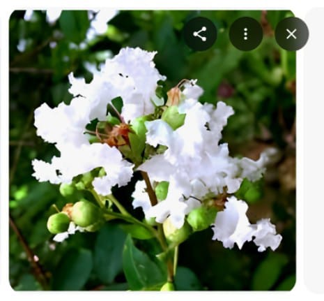 Furush Crepe Flower Live Plant