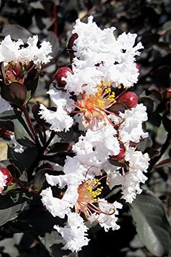 Black Diamond Exotic White Rocket Black Leaf Crape Myrtle Dwarf Lagerstroemia Kalmi Plant