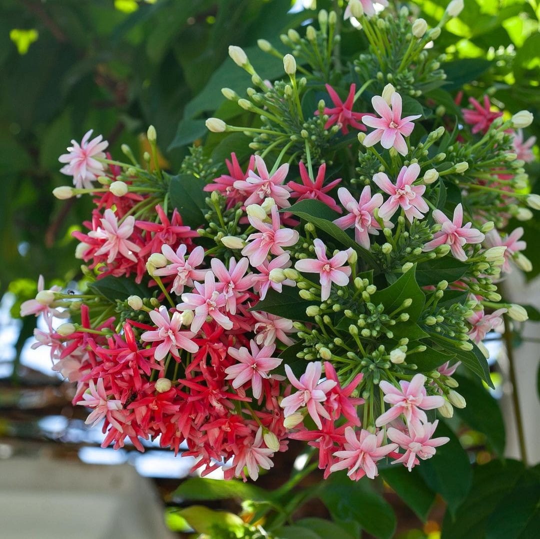 Madhumalti Rangoon Creeper Plant - Red & White Flowers