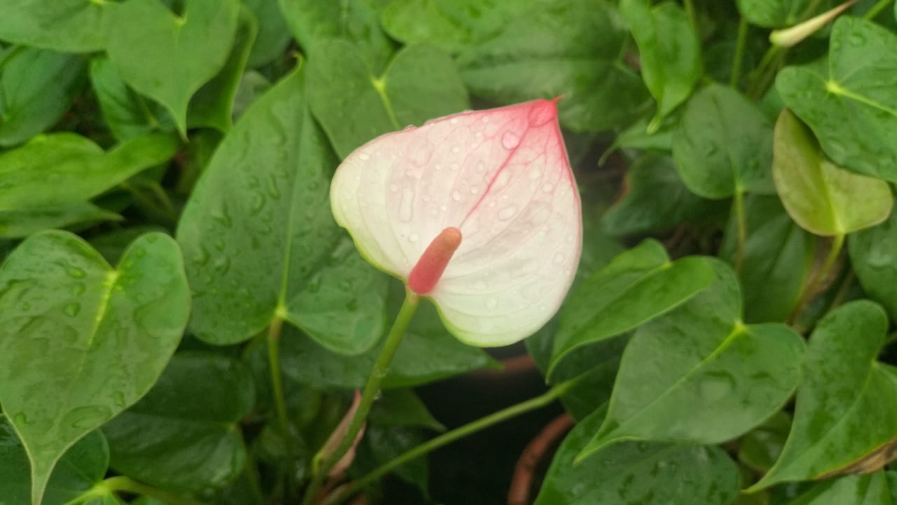 Anthurium Princess White Plant