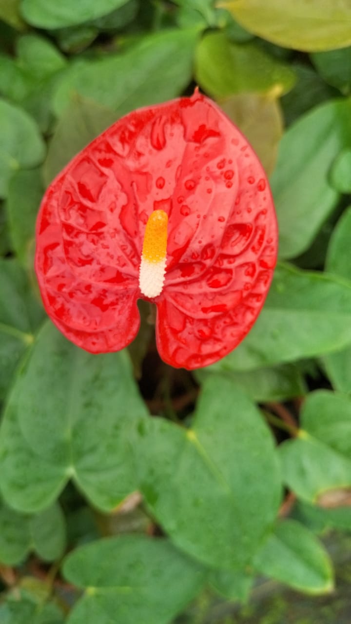 Anthurium Plant