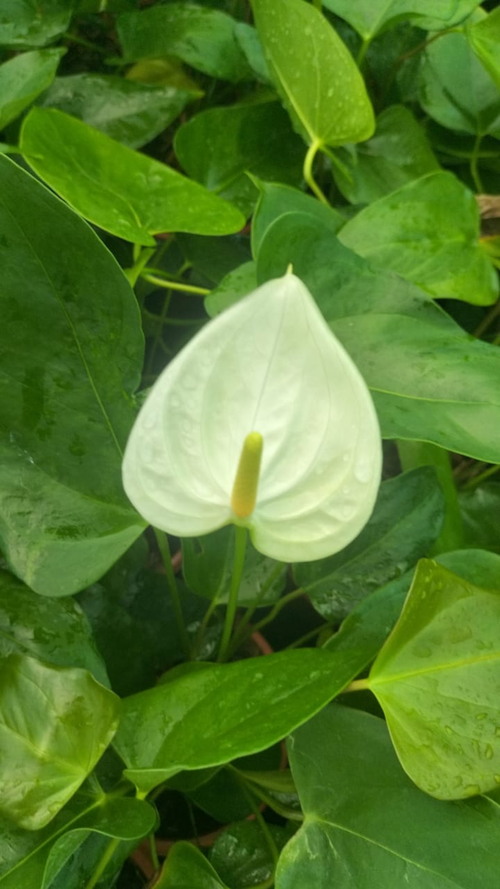Anthurium Flowering Plant