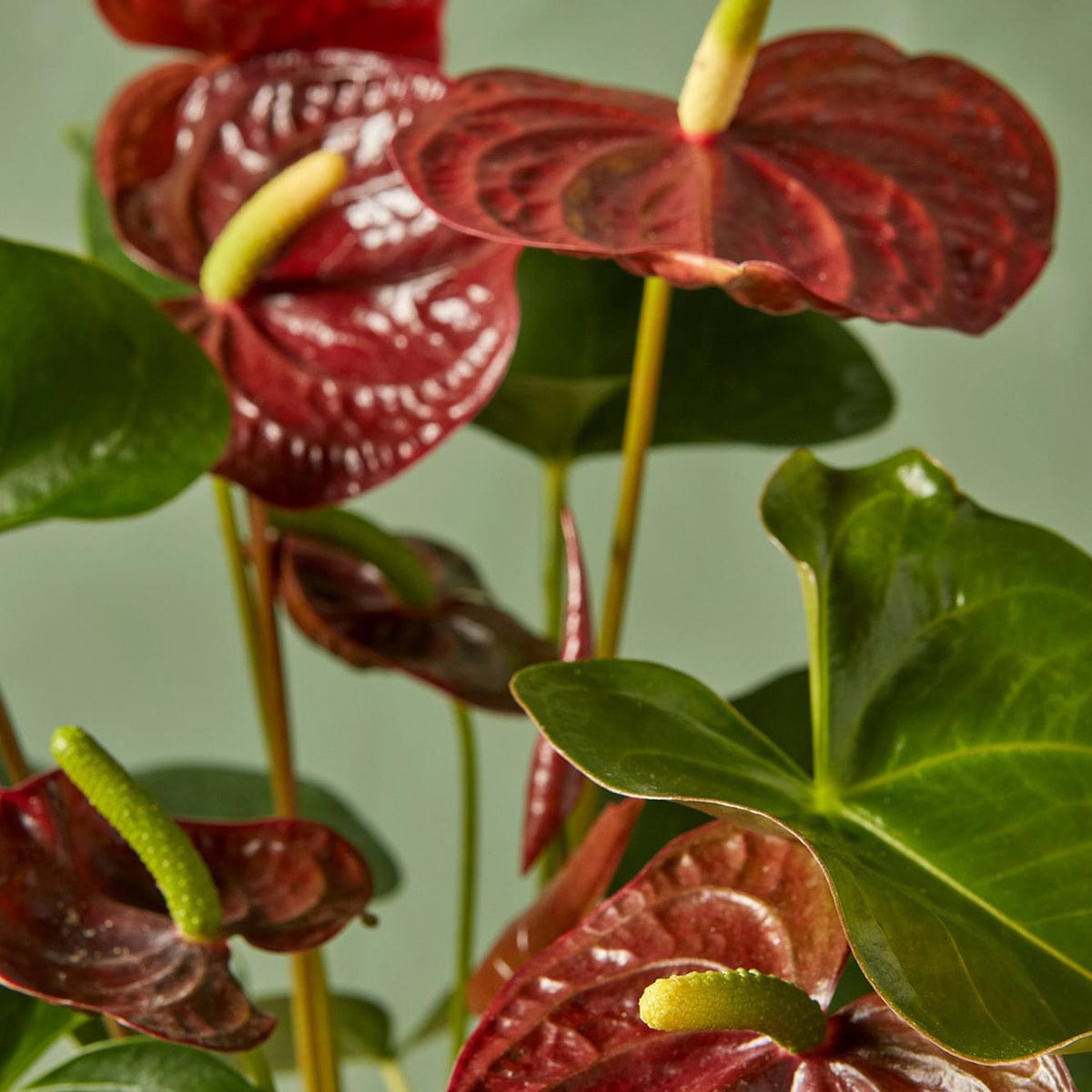 Anthurium Ornamental Plant