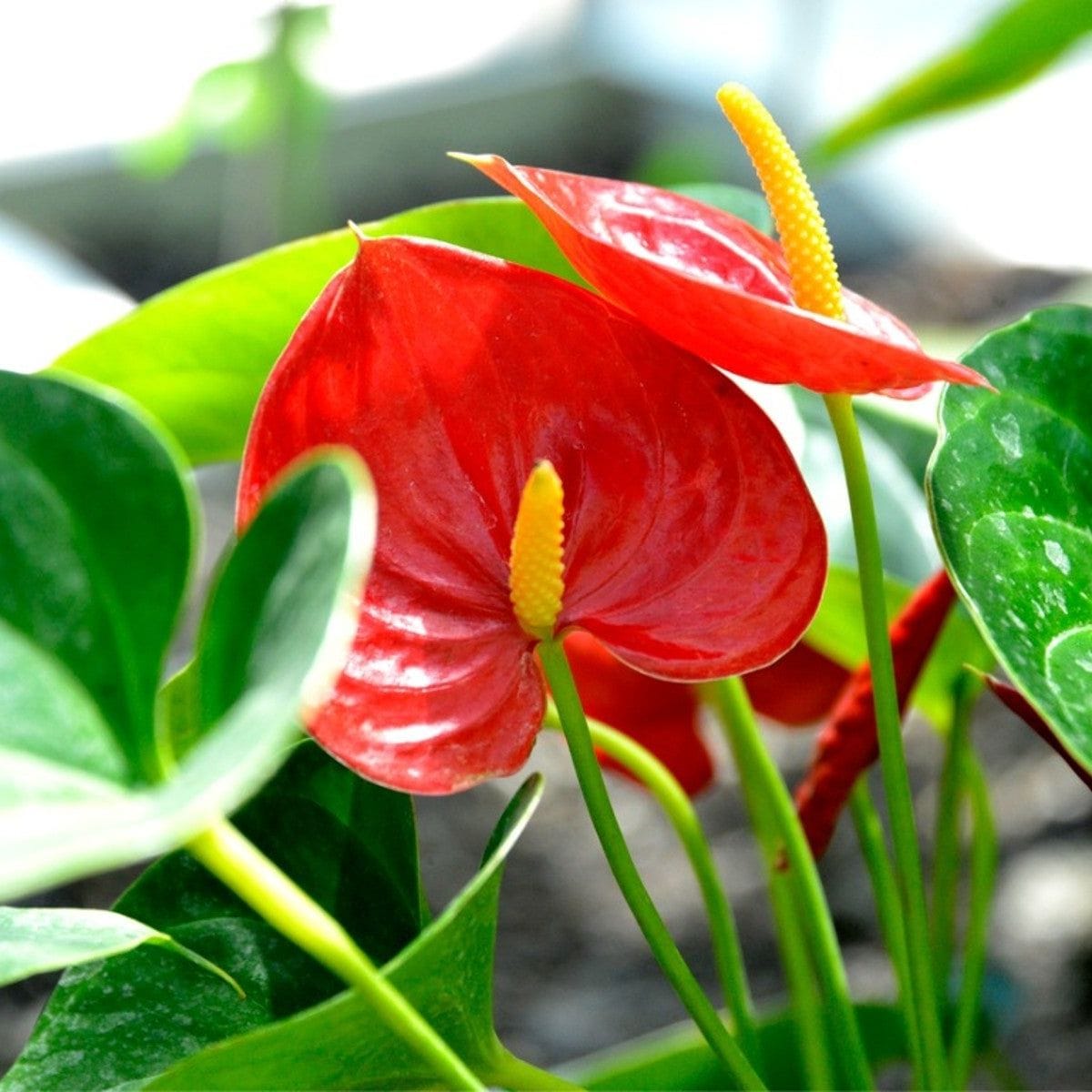 Anthurium Decorative Plant