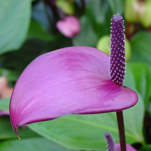 Anthurium Houseplant