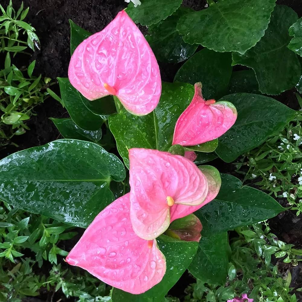 Anthurium Blooming Plant
