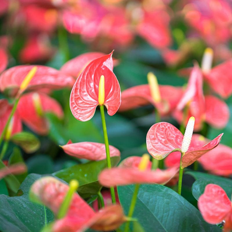 Anthurium Premium Plant